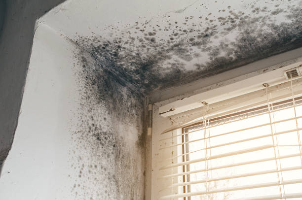 Affordable Attic Mold Remediation solutions in Mattawan, MI